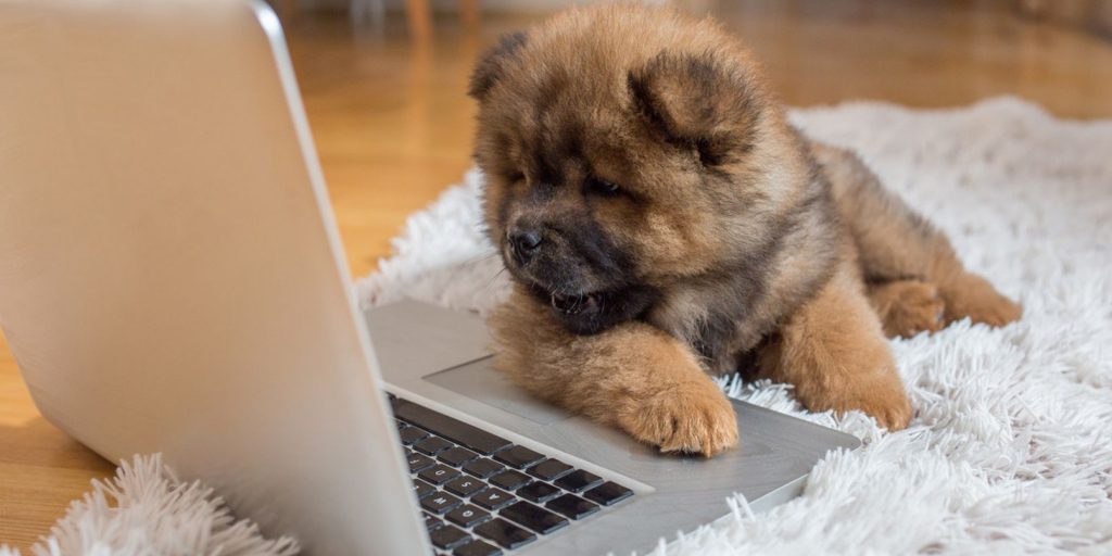 puppy on laptop